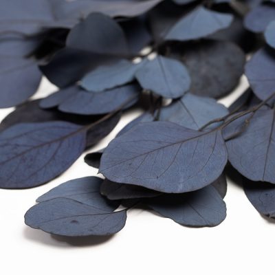 Premium Eucalyptus Populus - Bunch