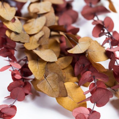 Premium Eucalyptus - autumnal - Bunch