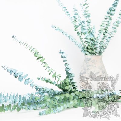 Frosted baby blue Eucalyptus - Bunch