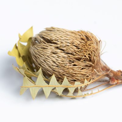 Banksia Baxteri - Exclusive - Stem