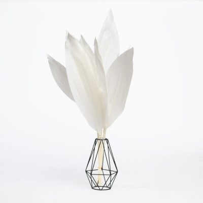 Aspidistra Iron Plant - Bunch