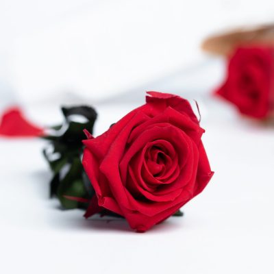 27.5CM Rose with stem