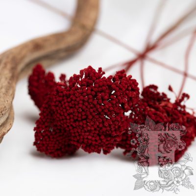Achillea - 5 Stems