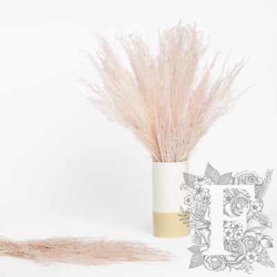 Agrostis - Bunch