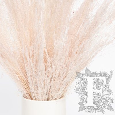 Agrostis - Bunch