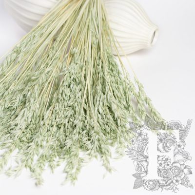 Avena - Bunch