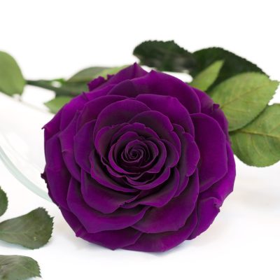 RoseAmor - Bonita Rose - 1 Head