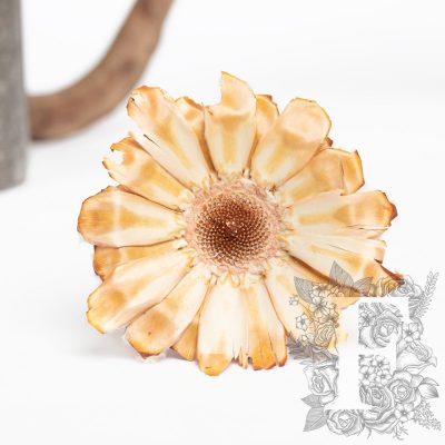 Barbigera flat base - 3 Stems