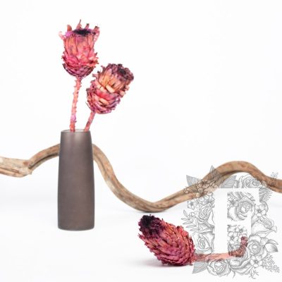 Barbigera Flower - Stem