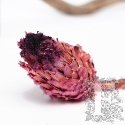 Barbigera Flower - Stem