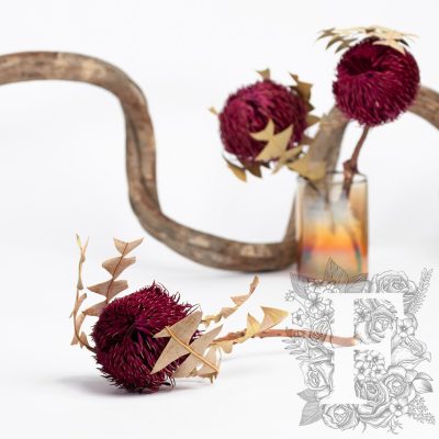 Banksia Baxteri - Stem