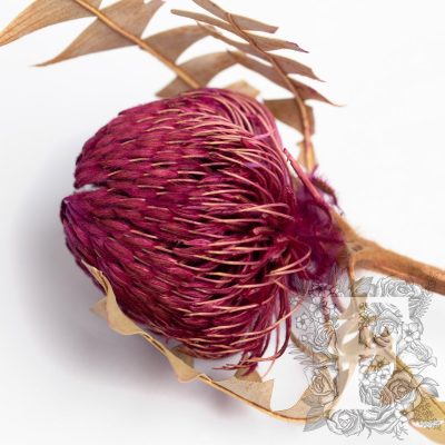 Banksia Baxteri - Stem