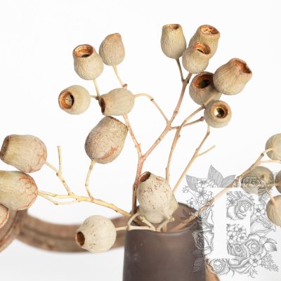 Bellgums - branch - 3 stems