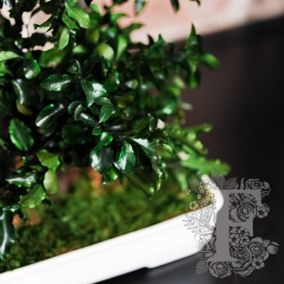 Bonsai Pittosporum