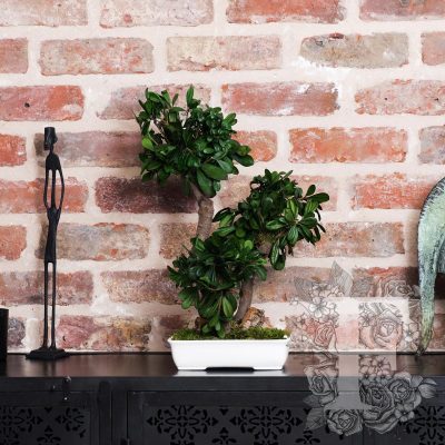 Bonsai Tobira