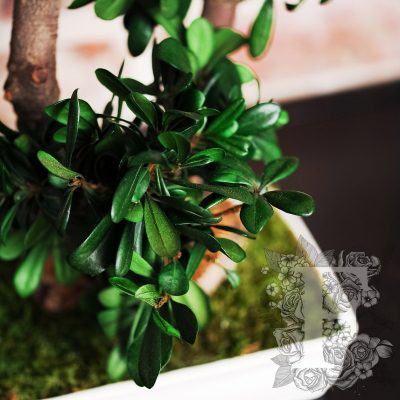 Bonsai Tobira