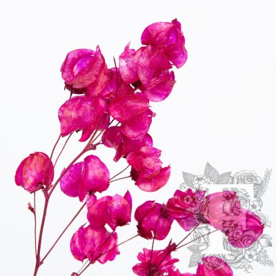 Bougainvillea - Stem