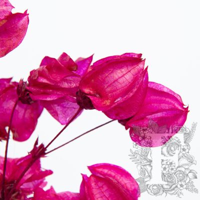 Bougainvillea - Stem