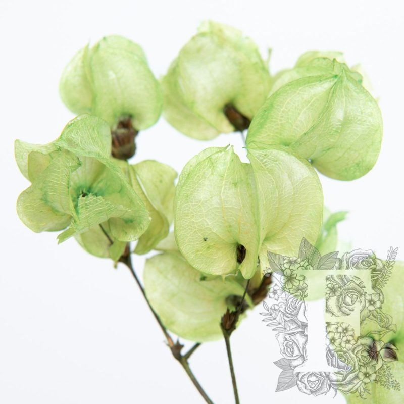 Apple Green