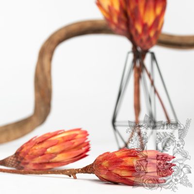 Repens Blume - 3 Stems