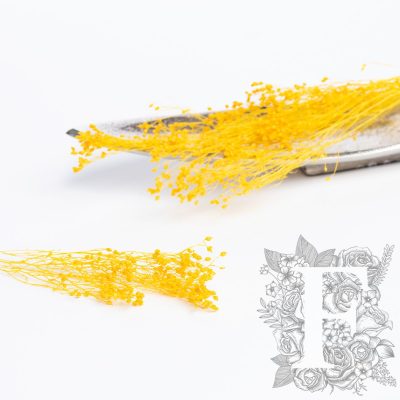 Broom - Bunch