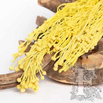 Brunia Branch - 3 stems