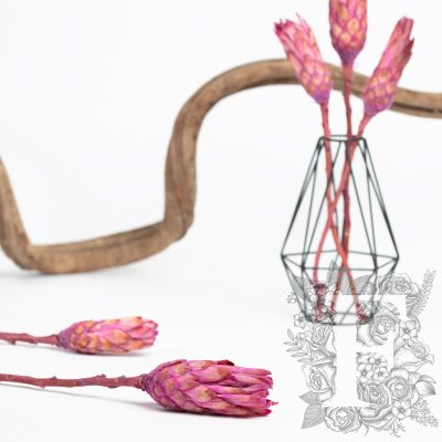 Compacta Bud - 3 Stems