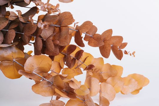 Preserved Foliage Preserved Foliage