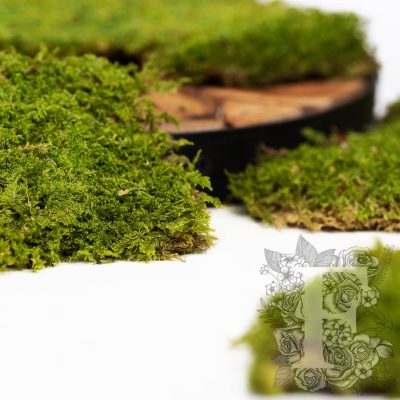 Canopy - Flat Moss - Window box