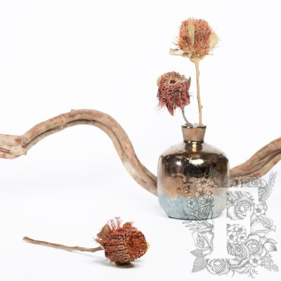 Banksia Coconea- 3 Stems