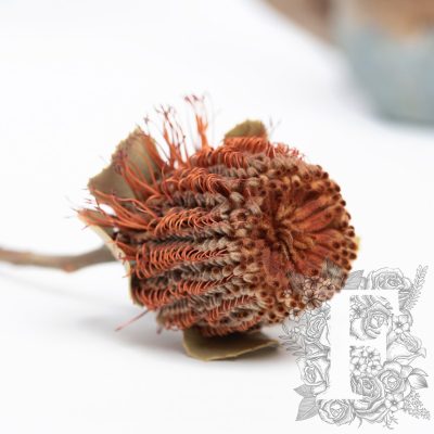 Banksia Coconea- 3 Stems