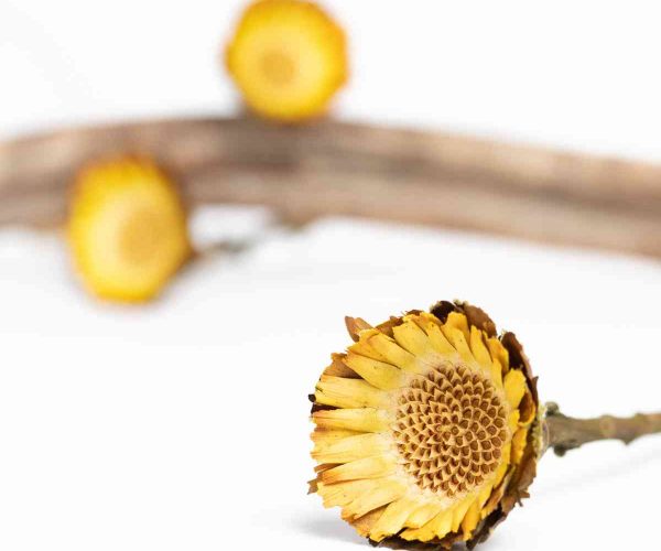 On-trend and versatile, our dry flowers range from grasses to blossoms, creating stunning volume and texture in arrangements. Our natural colour palettes allow our dry flowers to compliment every season.