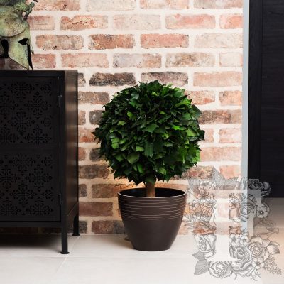 Hedera Crown - Topairy