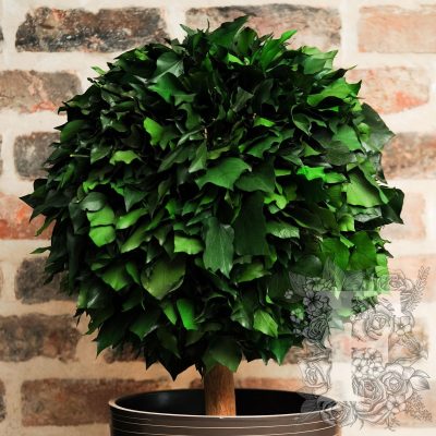 Hedera Crown - Topairy