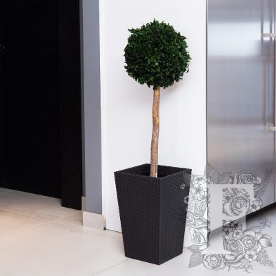 Pittosporum Crown