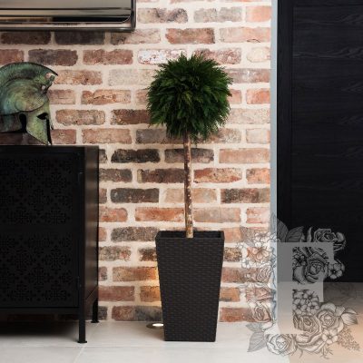 Thuja Crown - 1.4 METRE