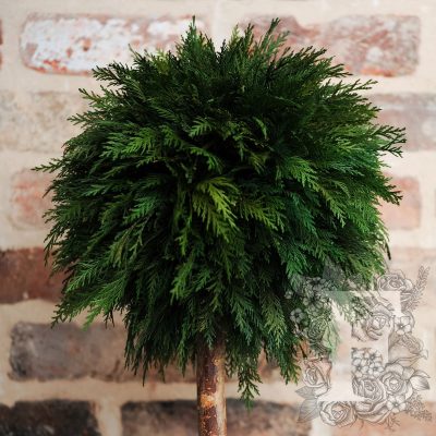 Thuja Crown - 1.4 METRE