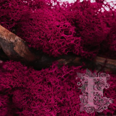 Fora Exclusive - Icelandic Lichen Moss - 1KG