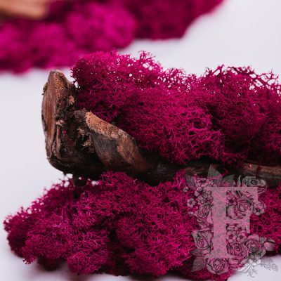 Fora Exclusive - Icelandic Lichen Moss - 1KG