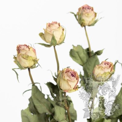 Dried roses - 10 stems- Bunch