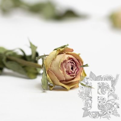 Dried roses - 10 stems- Bunch