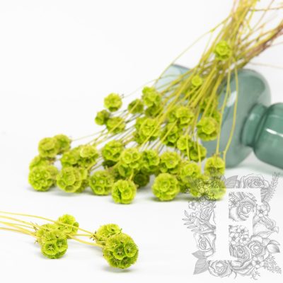 Scabiosa - bunch