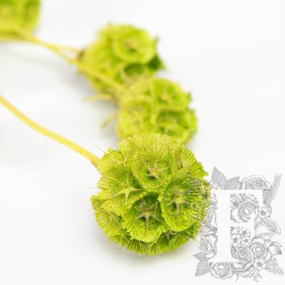 Scabiosa - bunch