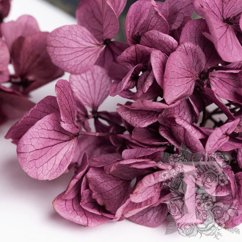 Pastel Plum