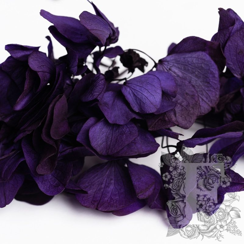 Sweet Violet