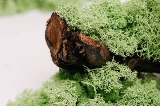 Preserved Moss Preserved Moss