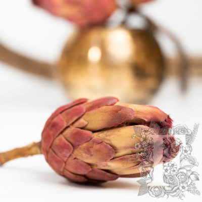 Protea Grandiceps - Stem