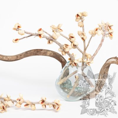 Hakea Branch - 3 Stems