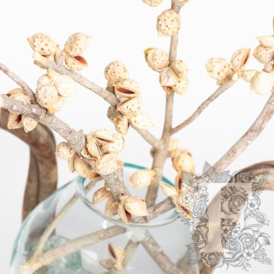 Hakea Branch - 3 Stems