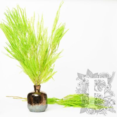 Helecho Fern -  Bunch